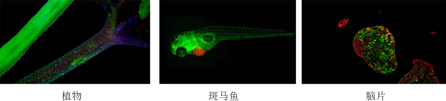 多種運用：.png
